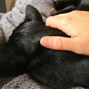 Main qui caresse un chat noir