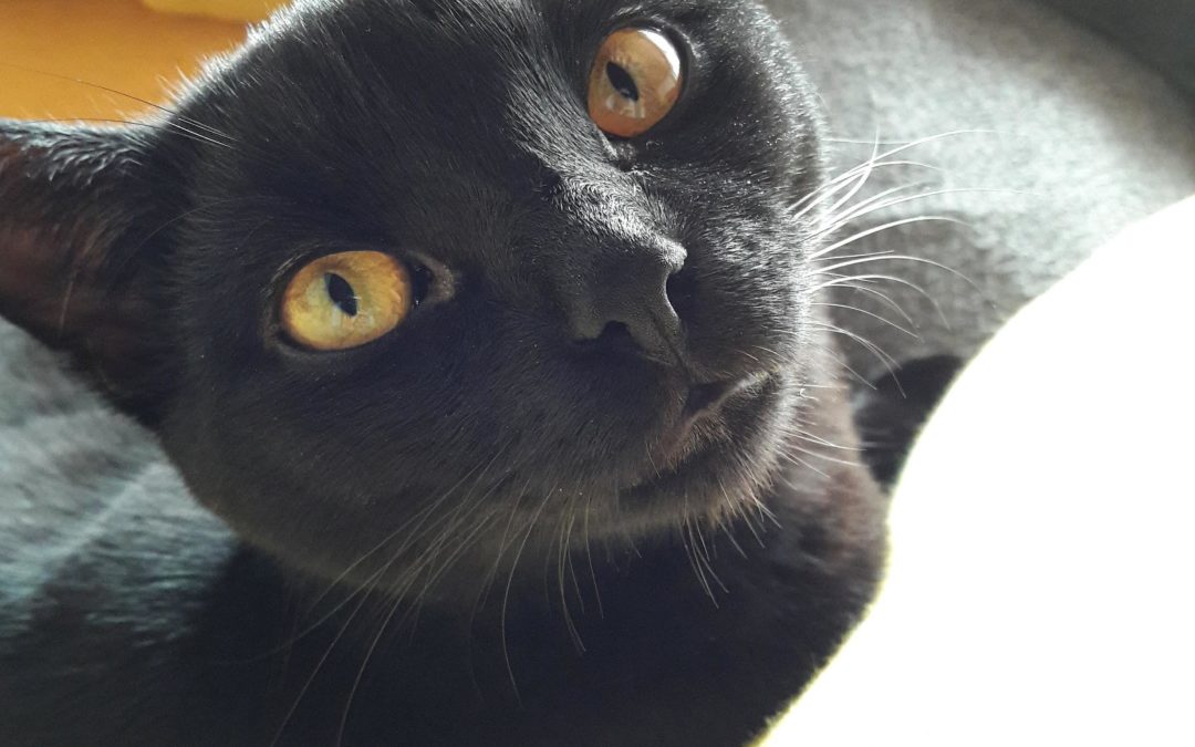 Le virus qui fait aimer les chats
