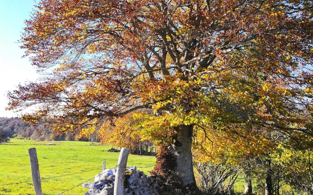 Transition d’automne : pardonner